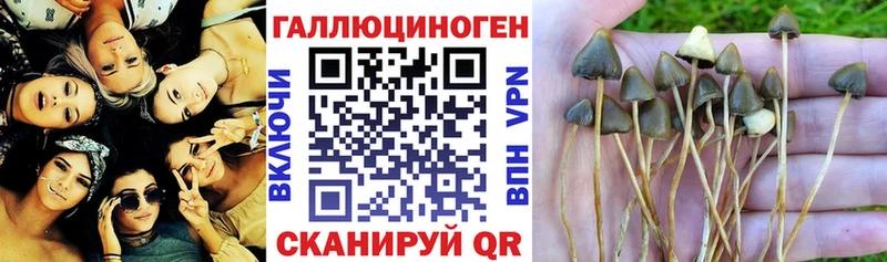 ссылка на мегу маркетплейс  Тулун  Галлюциногенные грибы мицелий 